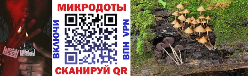 Псилоцибиновые грибы Psilocybe  Новоульяновск 
